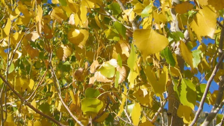 Feature image