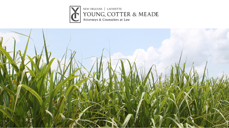 465130 young cotter meade llc